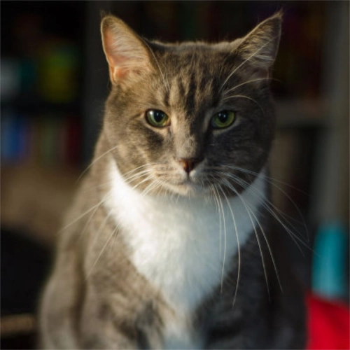 Anakin (cat), looking inquisitively at the camera.