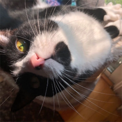 Andrei (cat), hanging upside-down out of his hammock