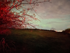 Bushes lit up bright red with tail-lights and a strange pink/green sky.