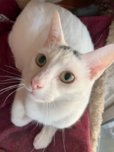 Bertie, all grown up, laying in a cat tree, looking stratight at the camera. He's relaxed and happy.