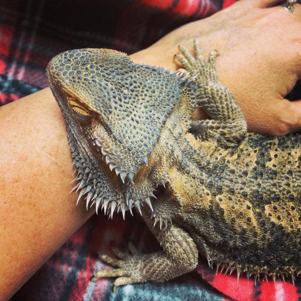 Ash resting her head on my wrist while laying across my desk as I work.