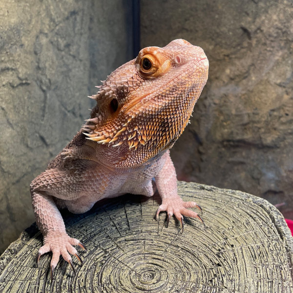 Sylvie basking on top of her log-cave.